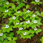 Catapulting Bunchberry