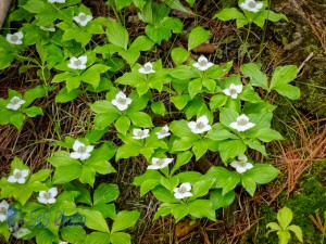 Catapulting Bunchberry