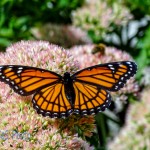 The King of Butterflies