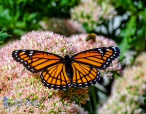 The King of Butterflies