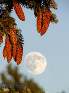 Monster Eating Moon