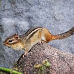 Crafty Chipmunk