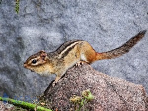 Crafty Chipmunk