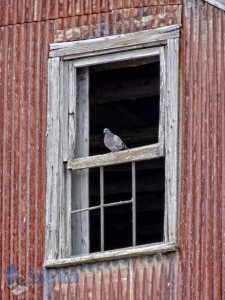 The Watch Bird