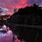 A Pink Reflection