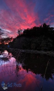 A Pink Reflection