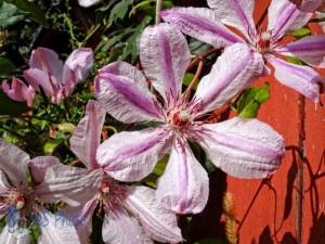 Displaying a Bit of Pink