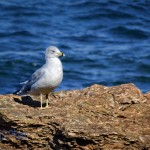 Seagull Preening