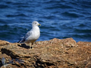 Seagull Preening