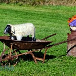 Wheelbarrow Ride