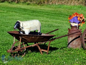 Wheelbarrow Ride