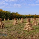 Rows of Corn Shocks