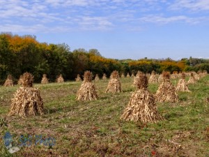 Rows of Corn Shocks