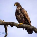 Immature Bald Eagle