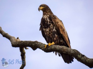 Immature Bald Eagle