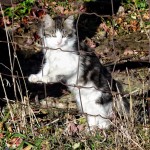 Climbing the Fence