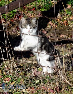 Climbing the Fence