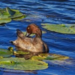 Duck Enjoying the Water