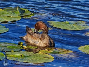 Duck Enjoying the Water