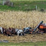 Picking Corn by Horse Power