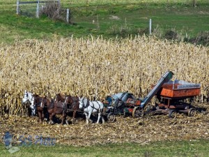 Picking Corn by Horse Power