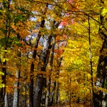 Autumn Walk in the Woods