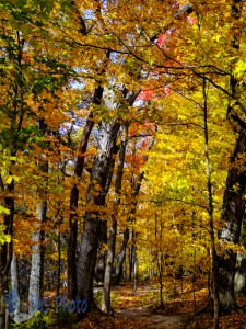 Autumn Walk in the Woods