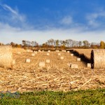 Corn Stalk Round Bales