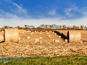 Corn Stalk Round Bales