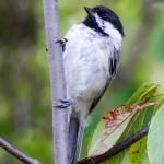 Black-Capped Chickadee