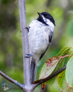 Black-Capped Chickadee