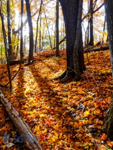 Sun Rays on a Golden Carpet