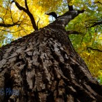 A Squirrel's View