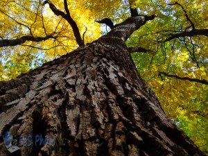 A Squirrel's View