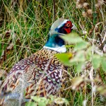 Camouflaged Pheasant