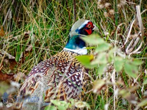 Camouflaged Pheasant