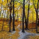 Autumn Path Before the Snow