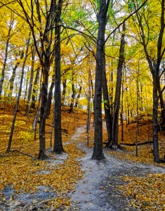 Autumn Path Before the Snow