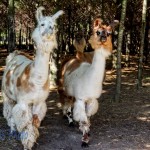 Traveling Llamas