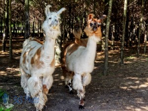 Traveling Llamas