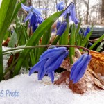 Blooming in Snow