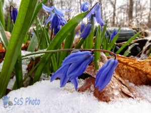 Blooming in Snow