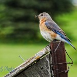 Bluebird Bringing Lunch