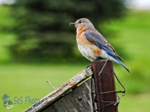 Bluebird Bringing Lunch