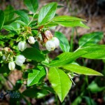 Lowbush Blueberry