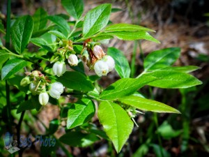 Lowbush Blueberry