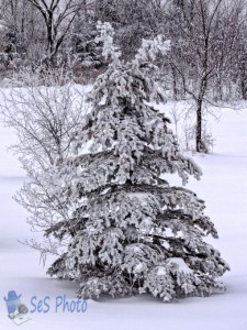 Tree Space Monster