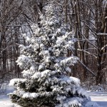 Trails in the Snow