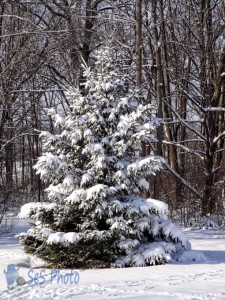 Trails in the Snow