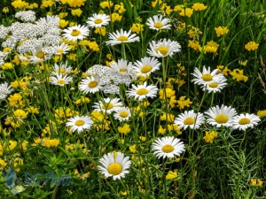 Daisies Missing in January